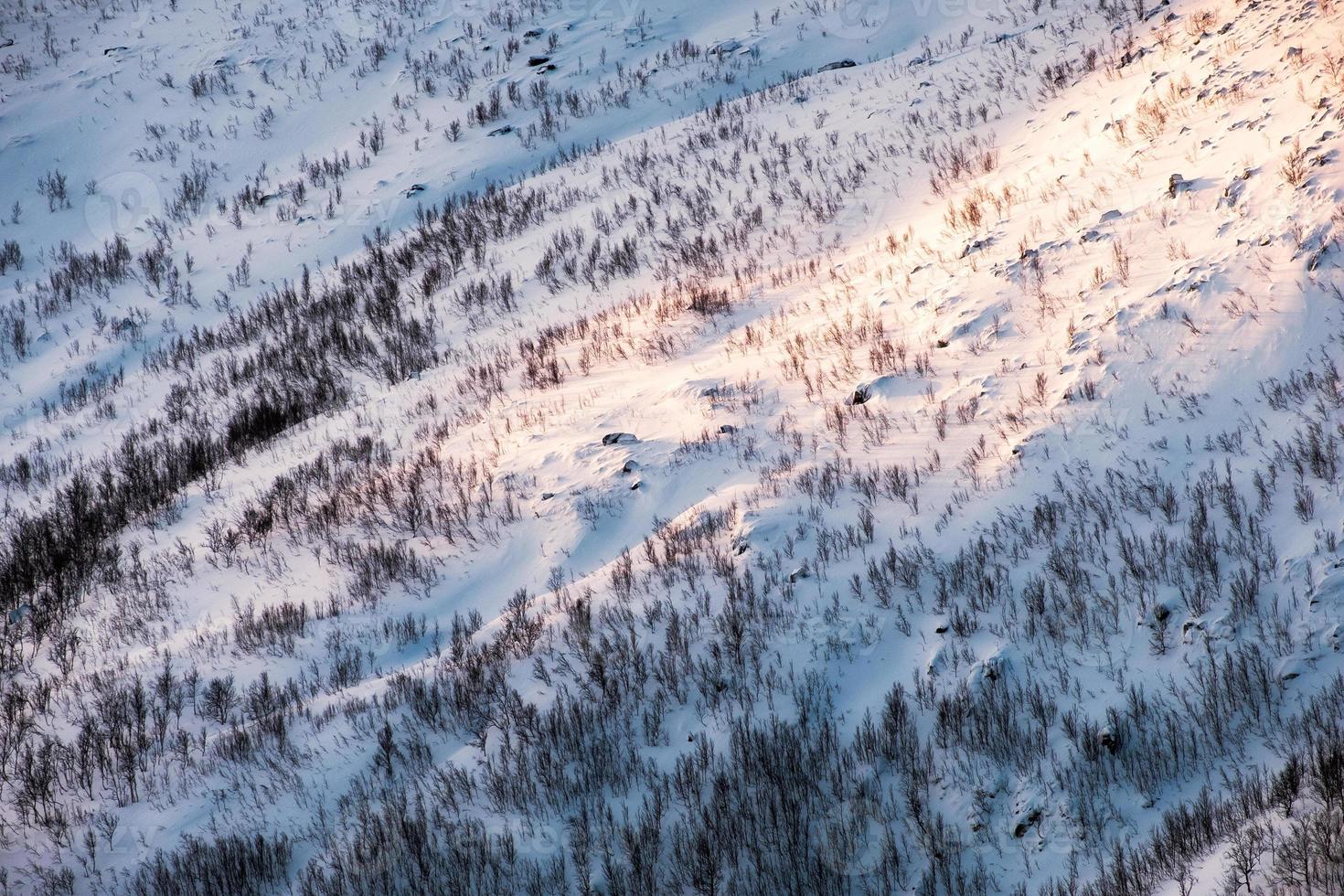 solljus på snöbacke med torr skog på vintern foto