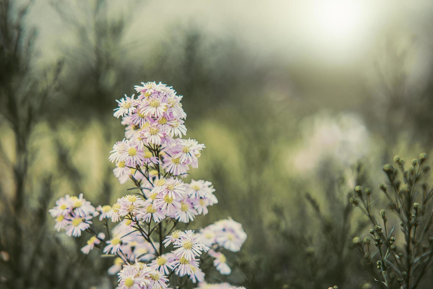 vackra små vita blommor spot fokus mjukt fokus för bakgrunden foto