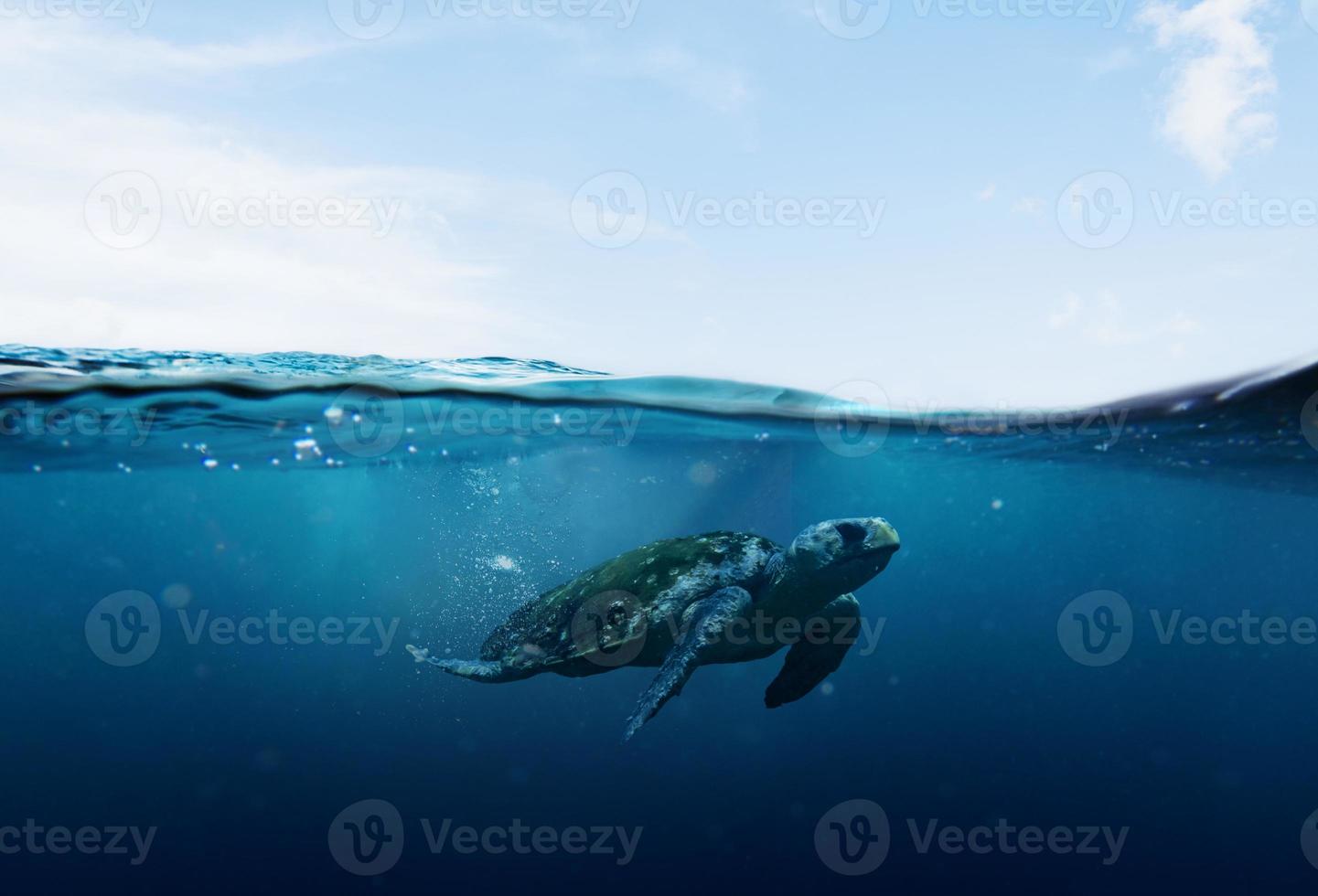 havssköldpadda simmar i blått hav och himmel foto