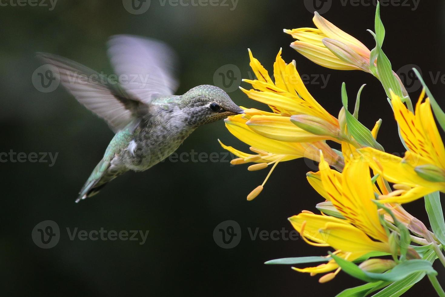 annas kolibri med alstroemeria foto