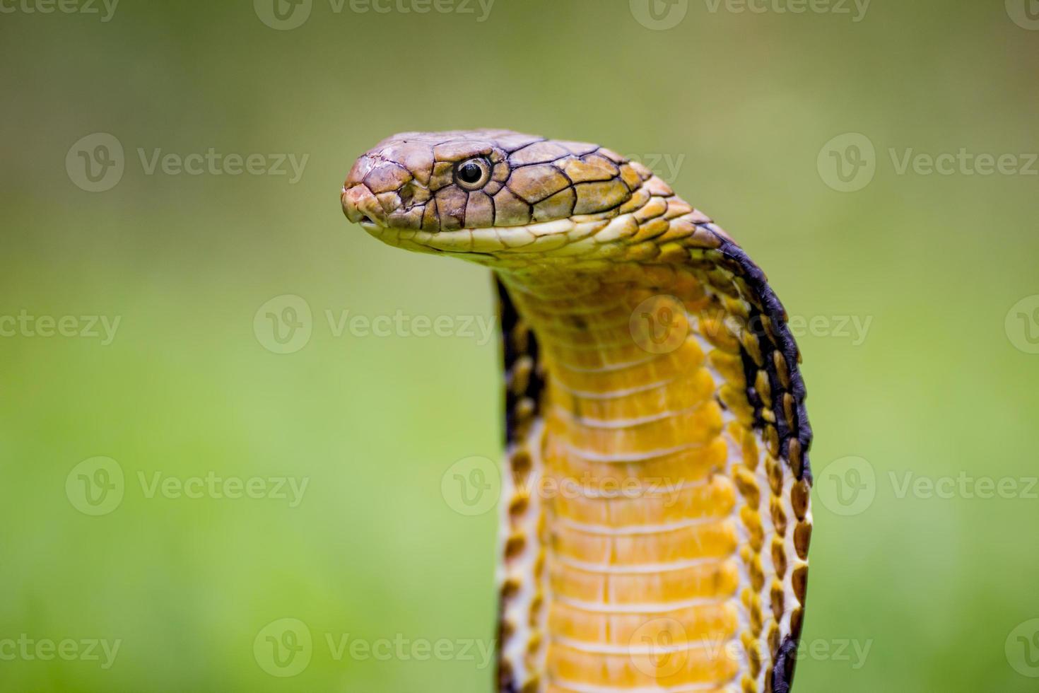 king cobra (ophiophagus hannah) världens längsta giftiga orm foto