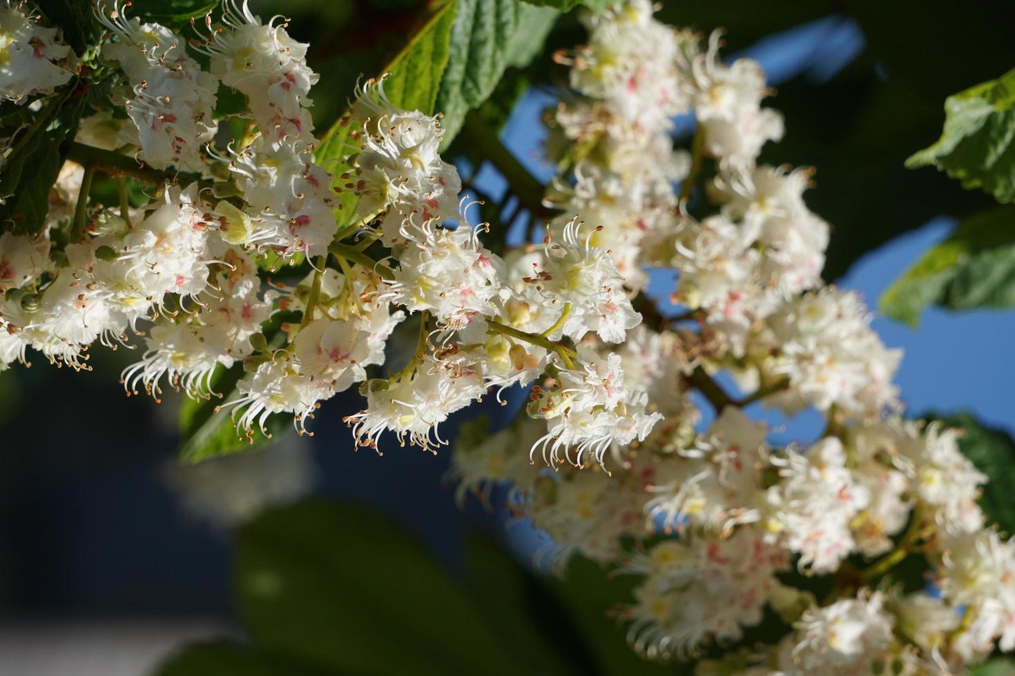 vackra vita kastanjblommor och blå himmel bakgrund. foto