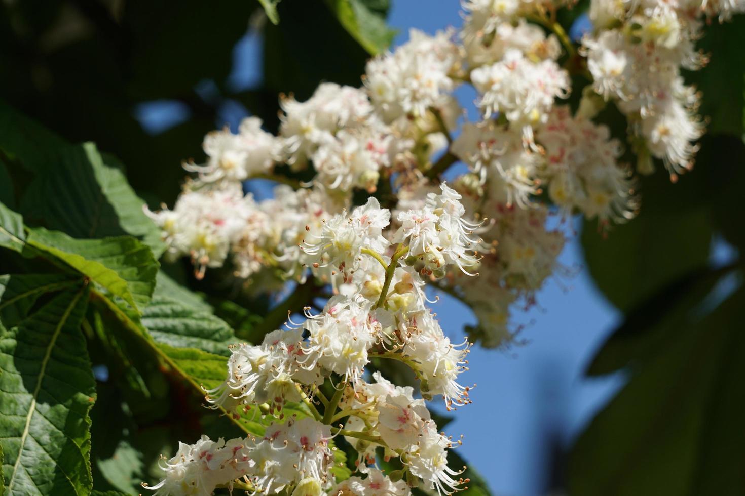 vackra vita kastanjblommor i trädgården och blå himmel. foto