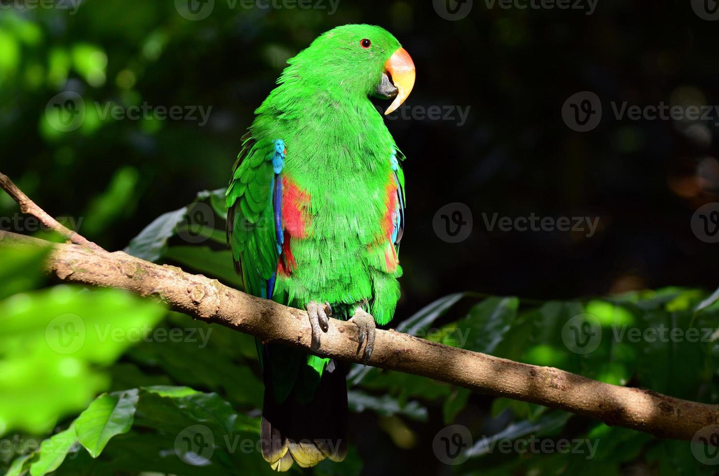 kvinnlig eklektus papegoja foto