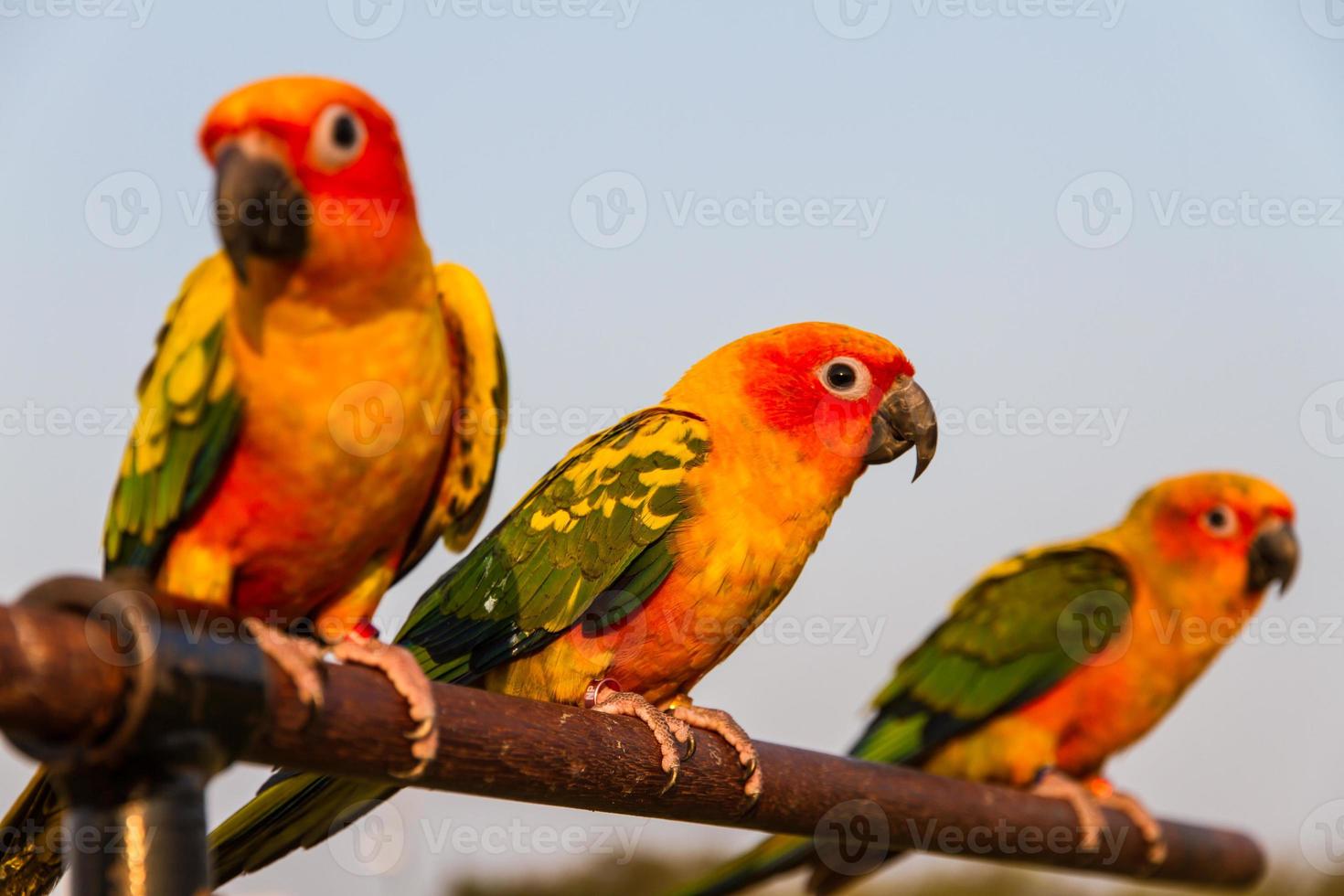 tre papegoja foto