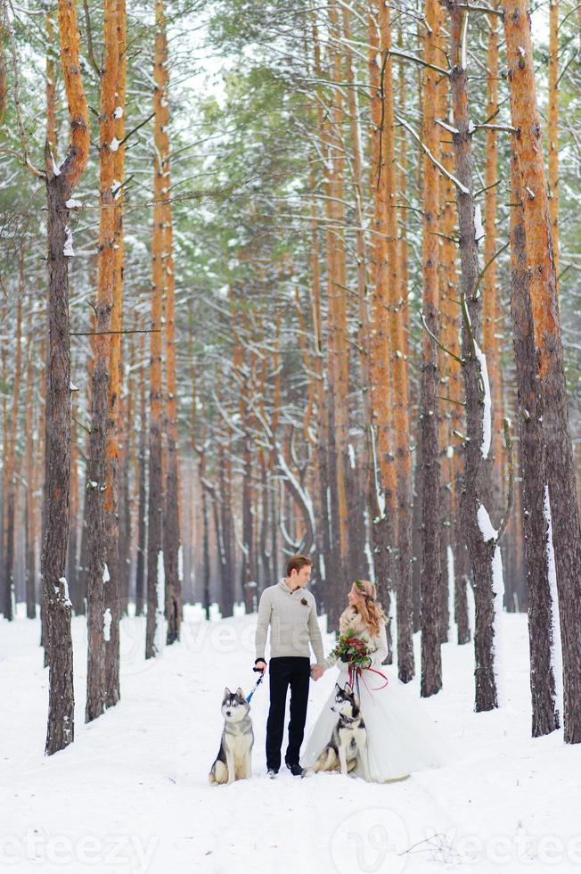 glada nygifta par går på stigen i den snöiga skogen med två sibiriska hundar. vinterbröllop. konstverk. kopieringsutrymme foto