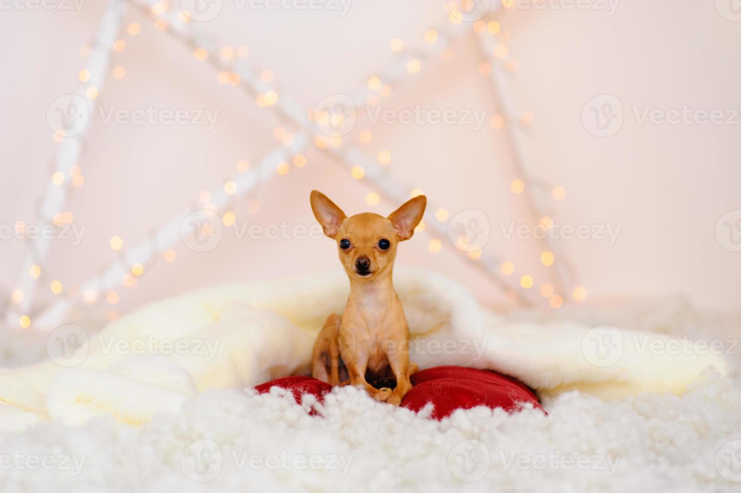 toy terrier sitter på konstgjord snö foto