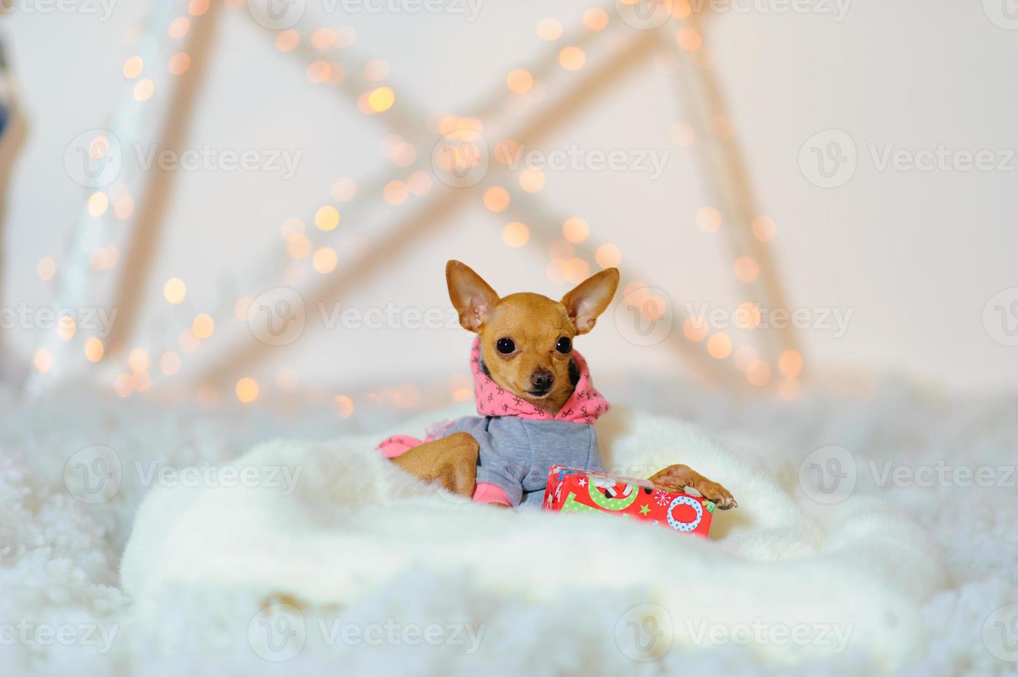 toy terrier sitter på konstgjord snö foto