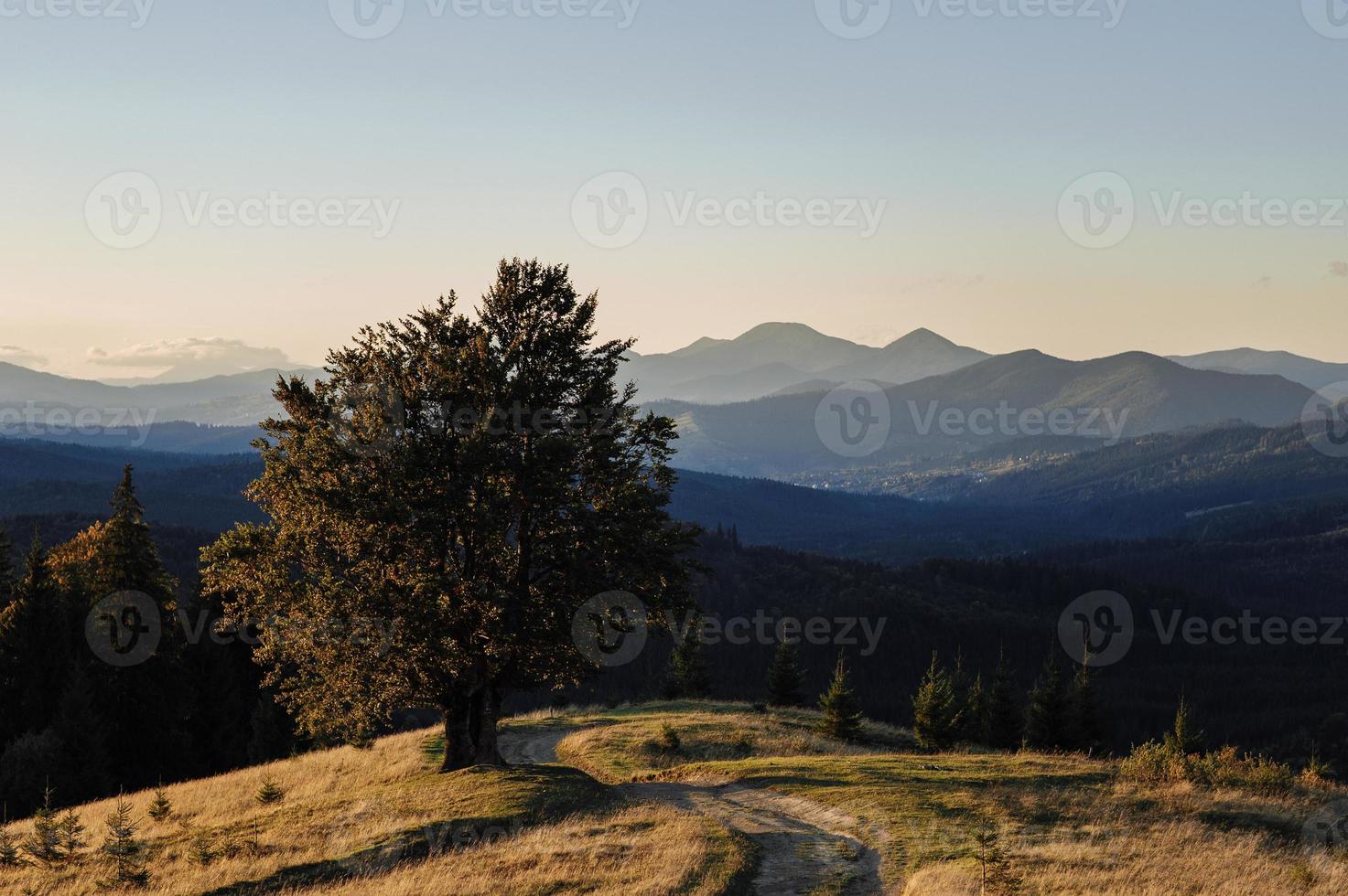 majestätisk ensam bok på en sluttning med soliga strålar vid bergsdalen. dramatisk färgglad morgonscen. röda och gula höstlöv. karpaterna, ukraina, europa. skönhetsvärlden. foto