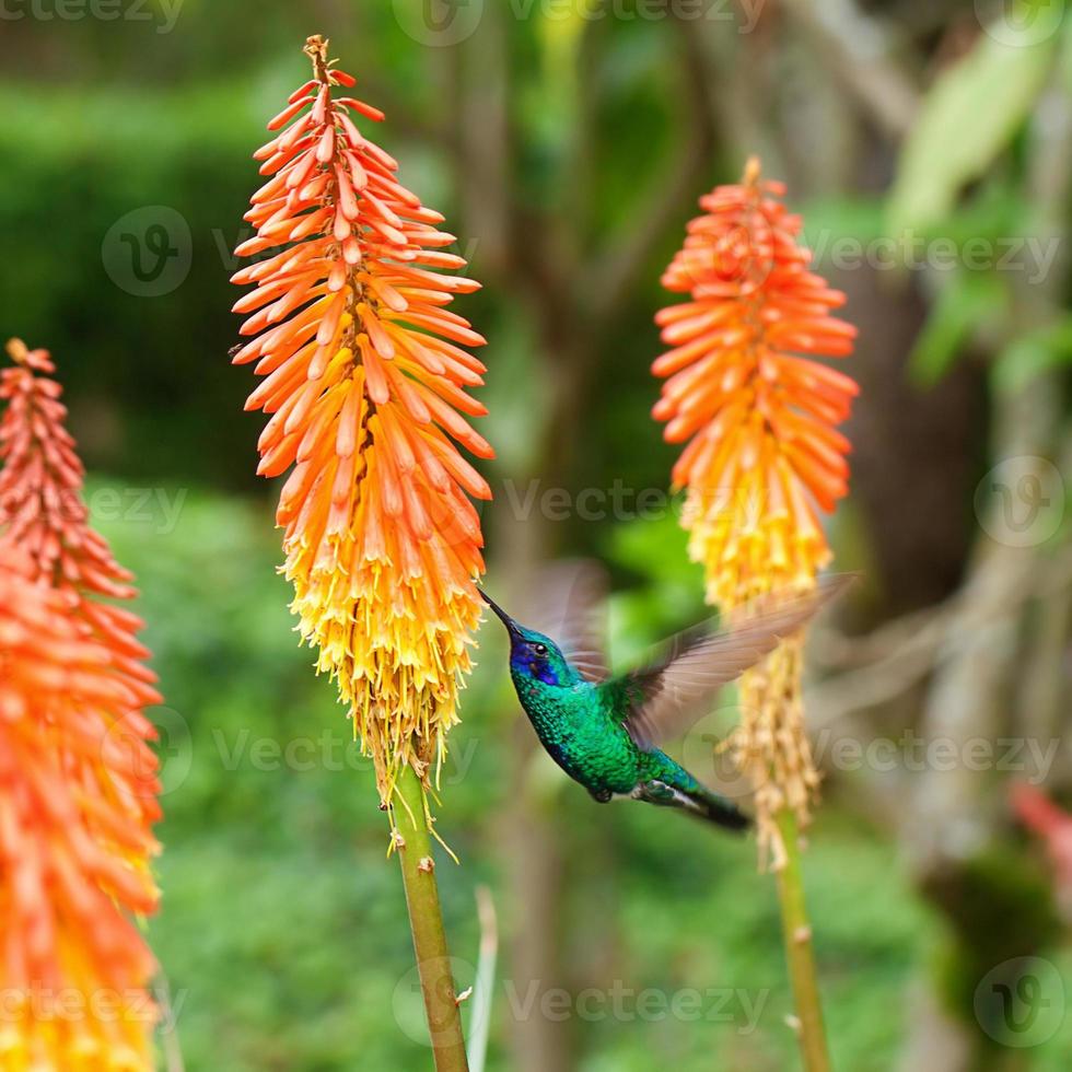 vackra blågrön kolibriflygning foto