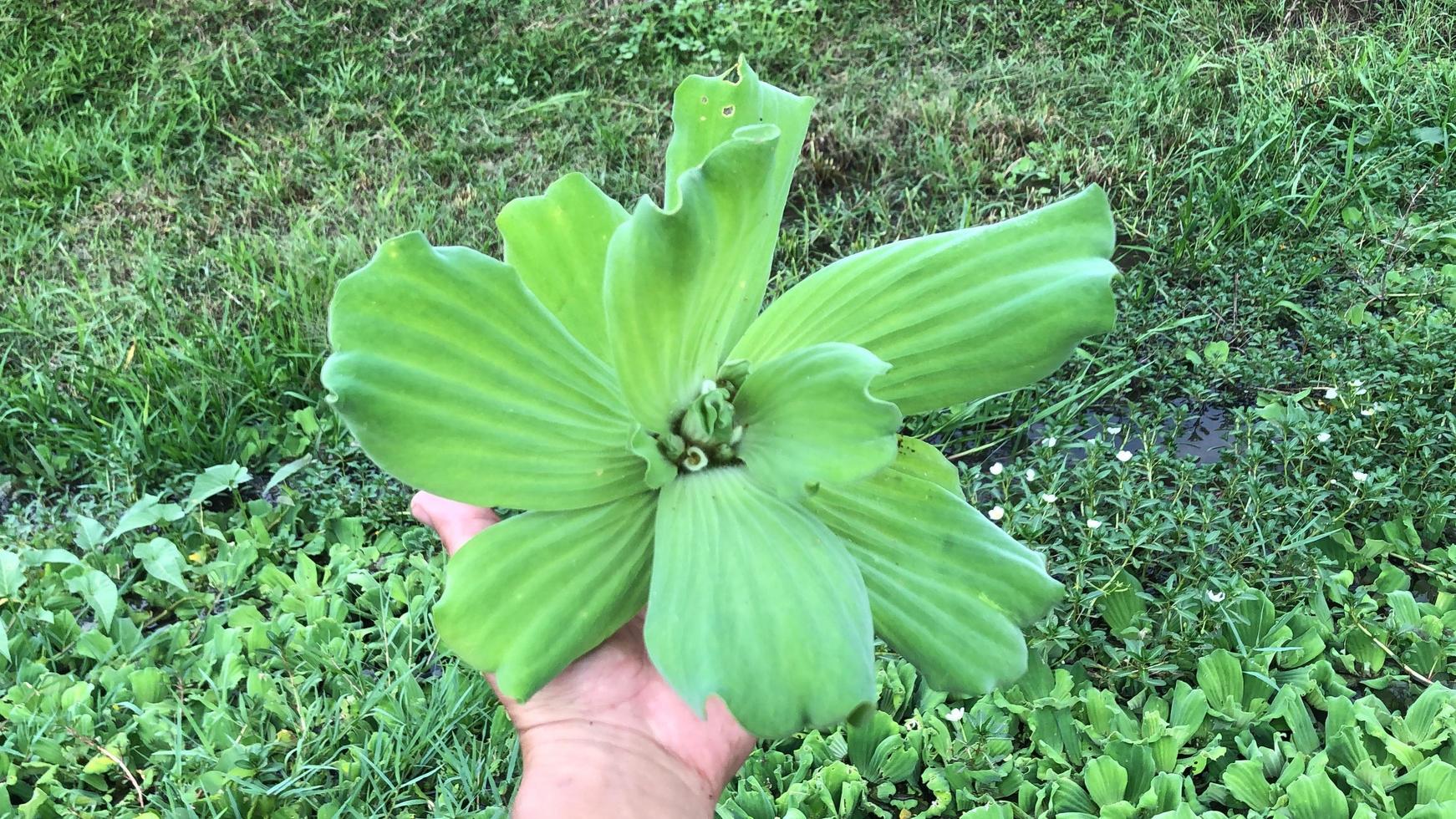 pistia stratiotes vattenväxter foto