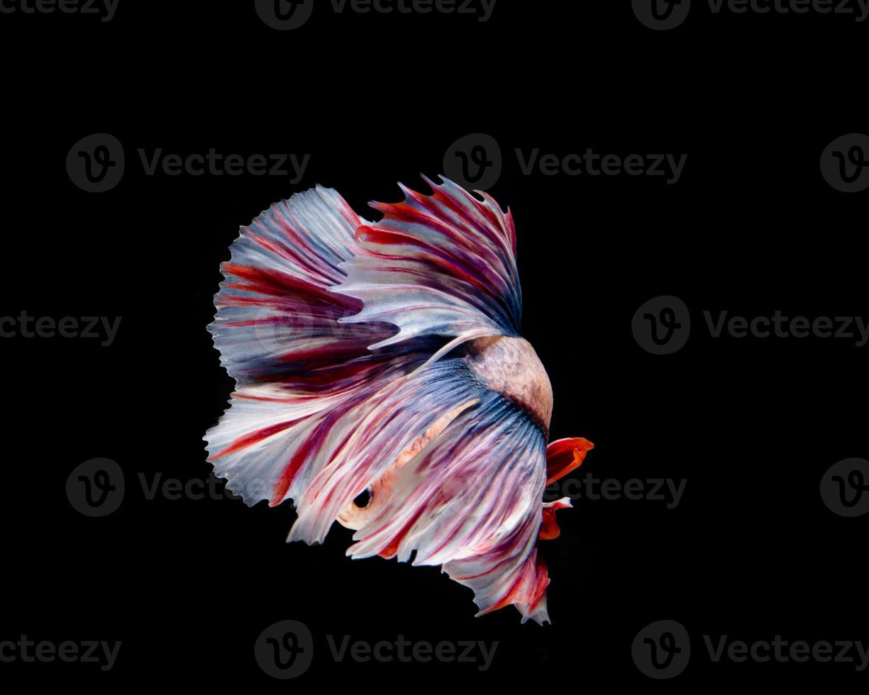 flerfärgad betta fisk, siamesisk kampfisk på svart bakgrund foto