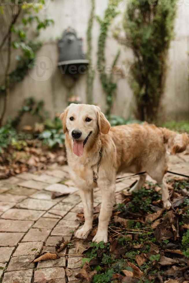 golden retriever hund på ett bröllop foto