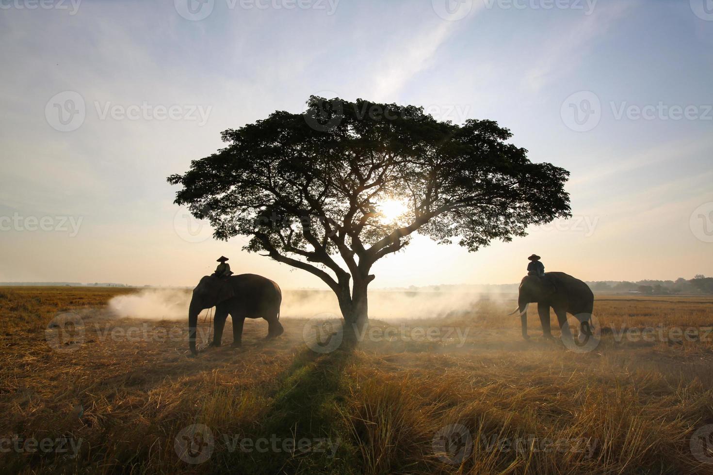 siluett elefant på bakgrund av solnedgången, elefant thai i surin thailand. foto