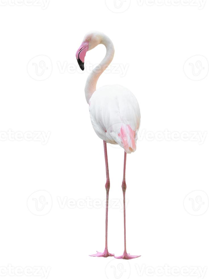 större flamingo isolerad på vit bakgrund foto
