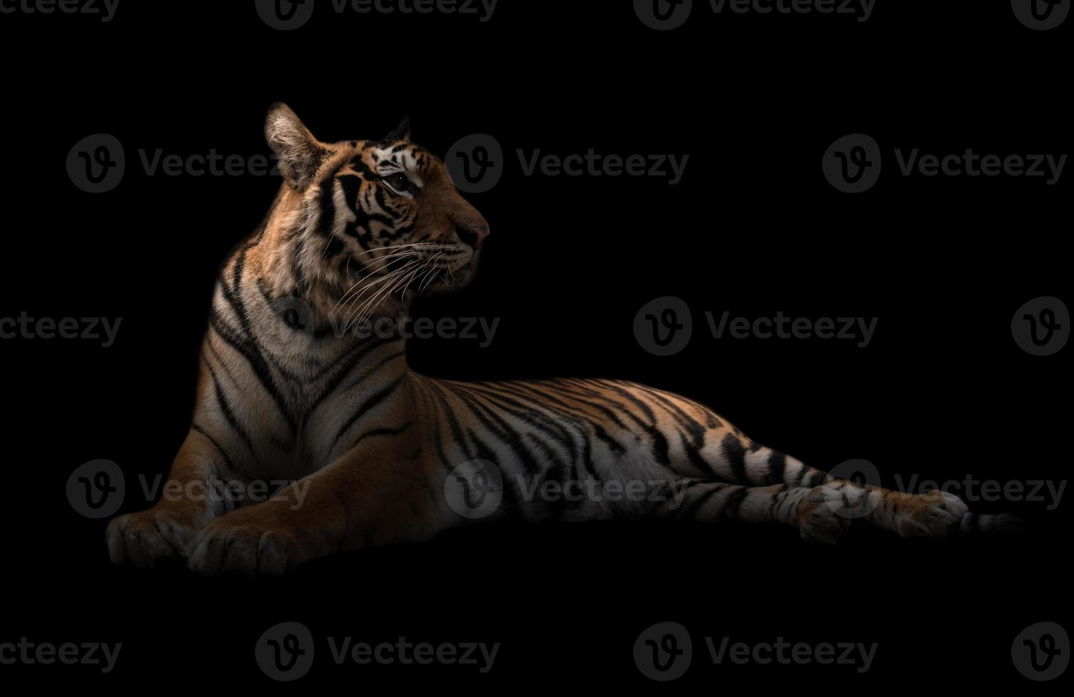 kvinnlig bengal tiger i mörkret foto