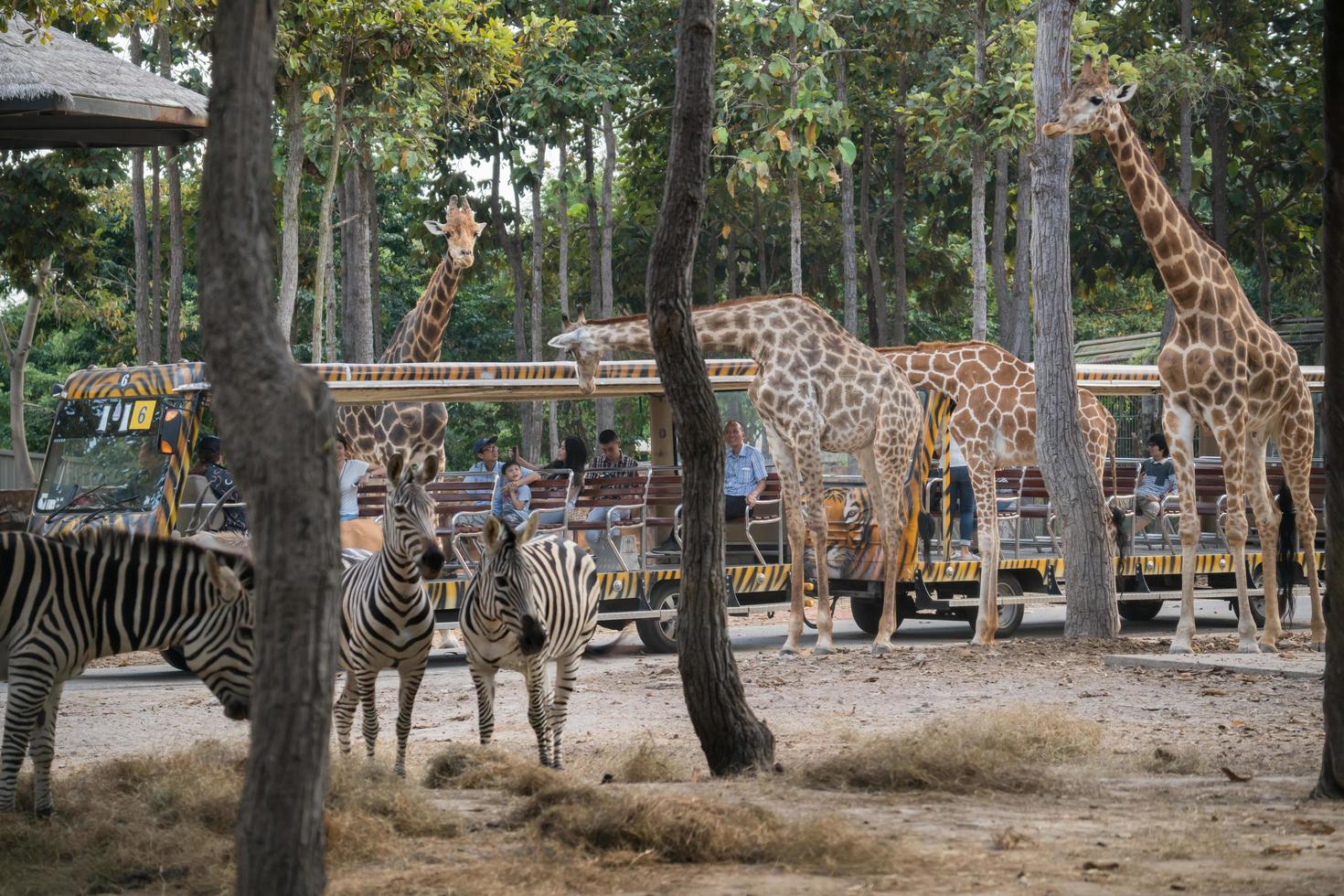 chiang mai nattsafar foto