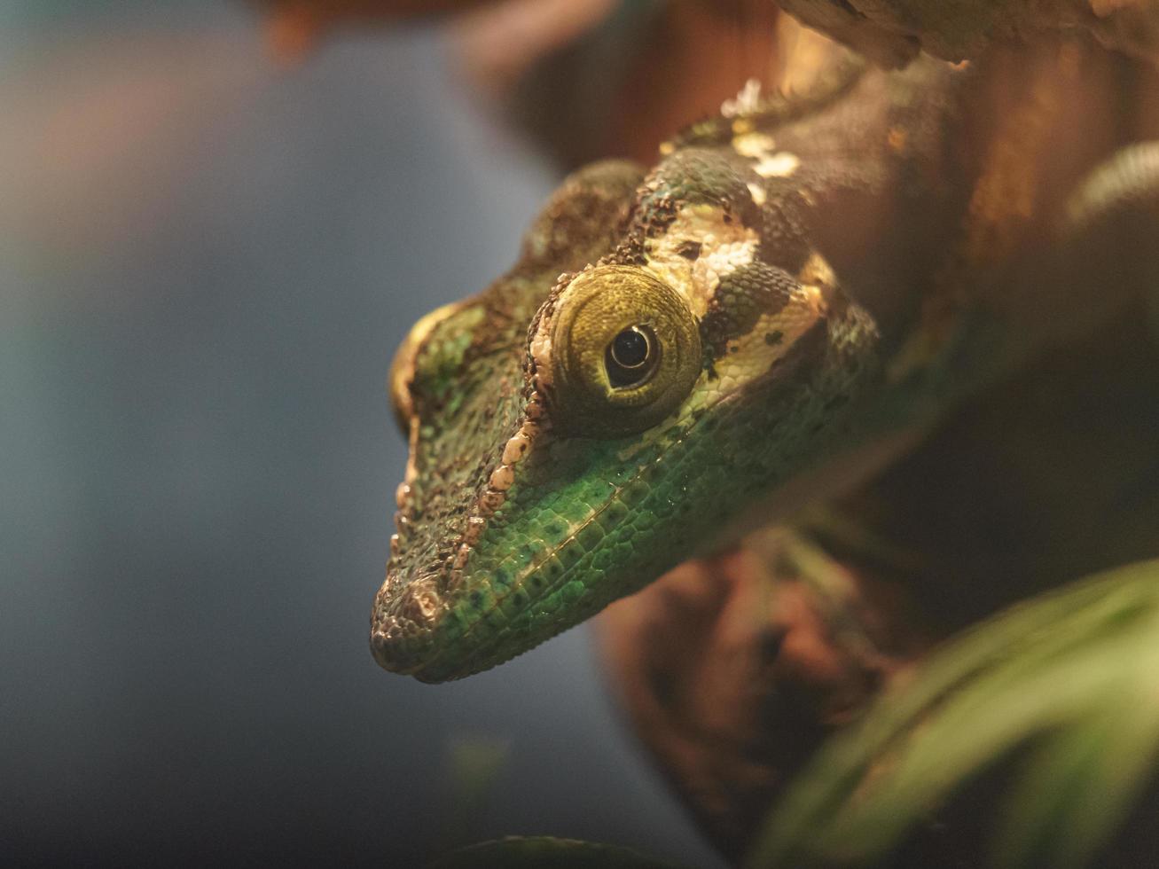 baracoa jätte anole foto