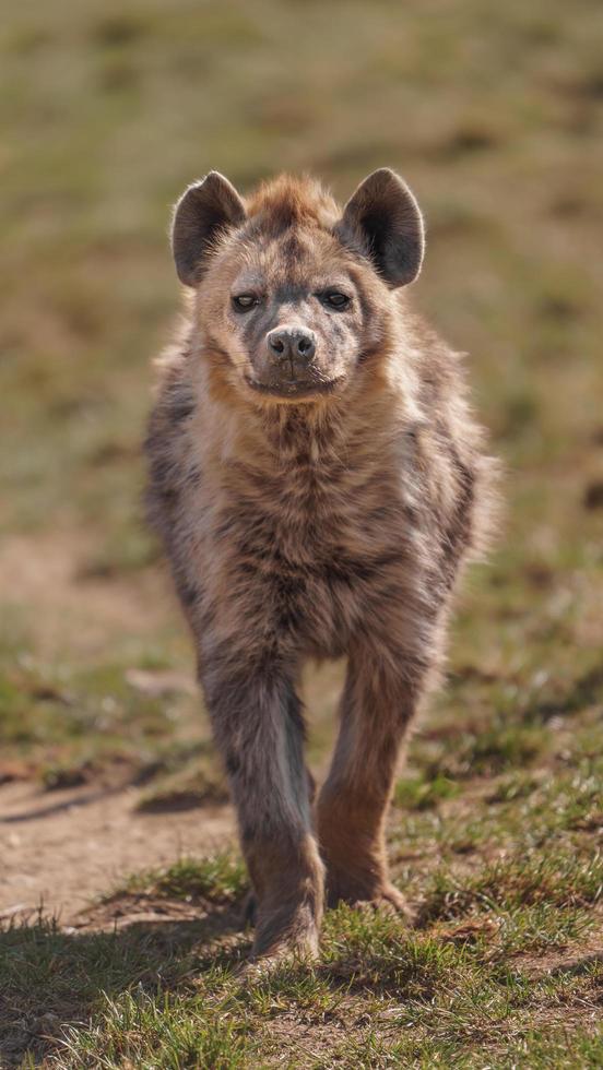 fläckig hyena i djurparken foto