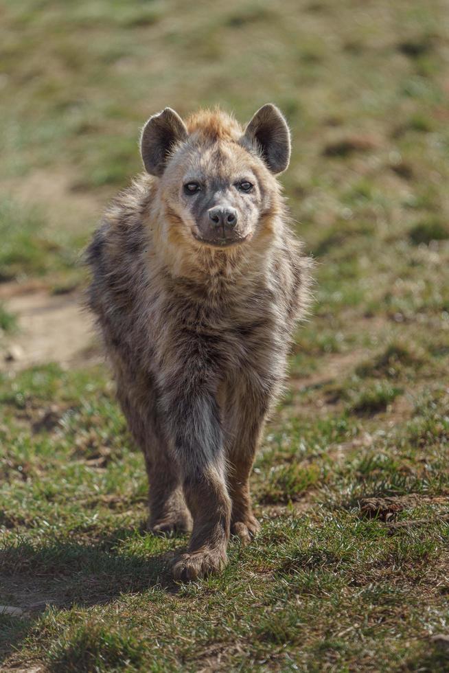 fläckig hyena i djurparken foto