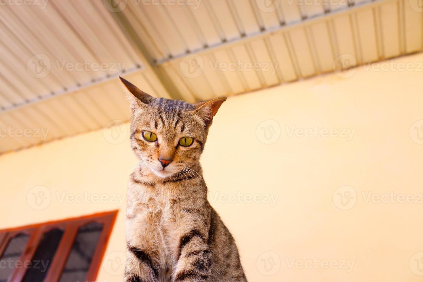 porträtt av en grå katt med ränder som ligger på en mark, närbild, selektiv fokus. foto