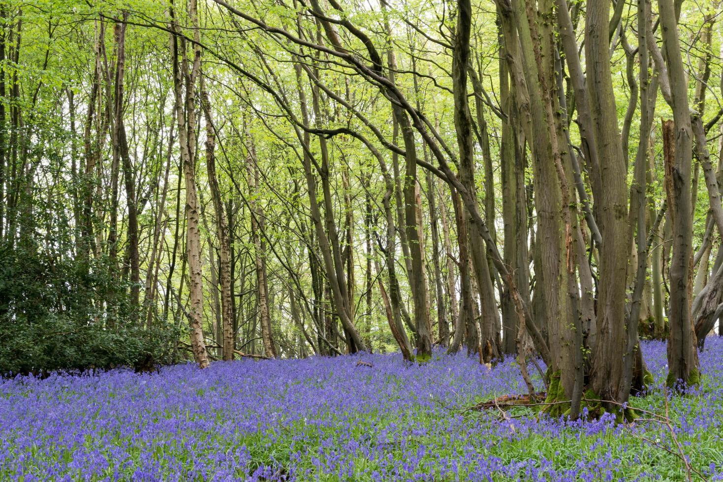 sussex blåklockor som blommar på våren foto