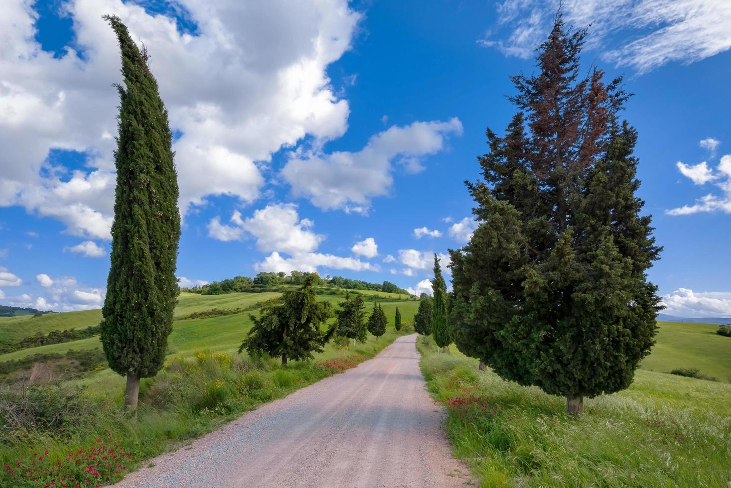 cypresser i val d'orcia toscana foto