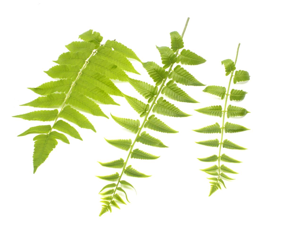 tre gröna blad av ormbunke isolerade på vitt foto