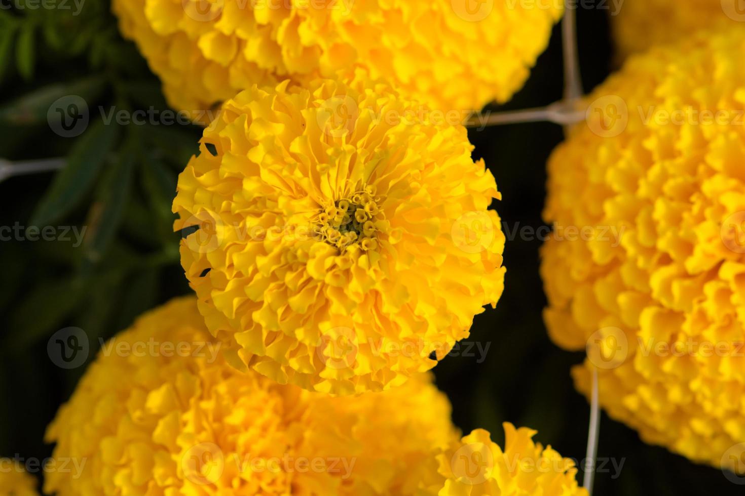 orange ringblommor blomma fält, selektiv inriktning foto