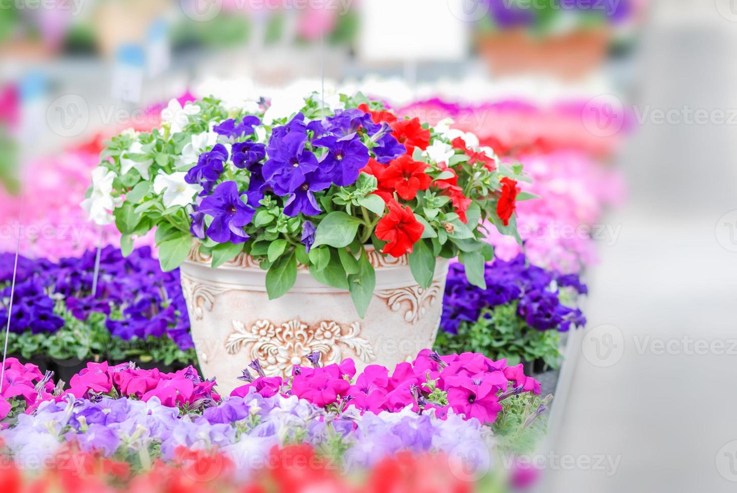 färgglada petuniablommor, grandiflora är den mest populära sorten av petunia, med stora enkla eller dubbla blommor som bildar högar av färgglada solida, randiga eller brokiga blommor. foto