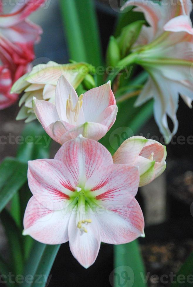 amarylis blomma, full blom i en tropisk botanisk trädgård. hippeastrum amaryllis foto