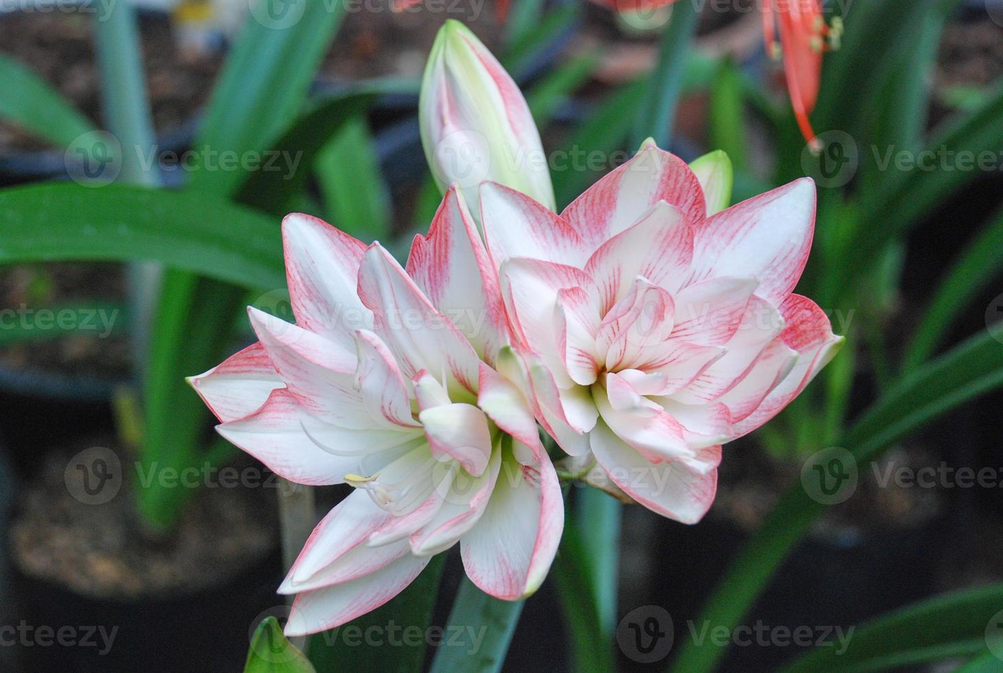 amarylis blomma, full blom i en tropisk botanisk trädgård. hippeastrum amaryllis foto