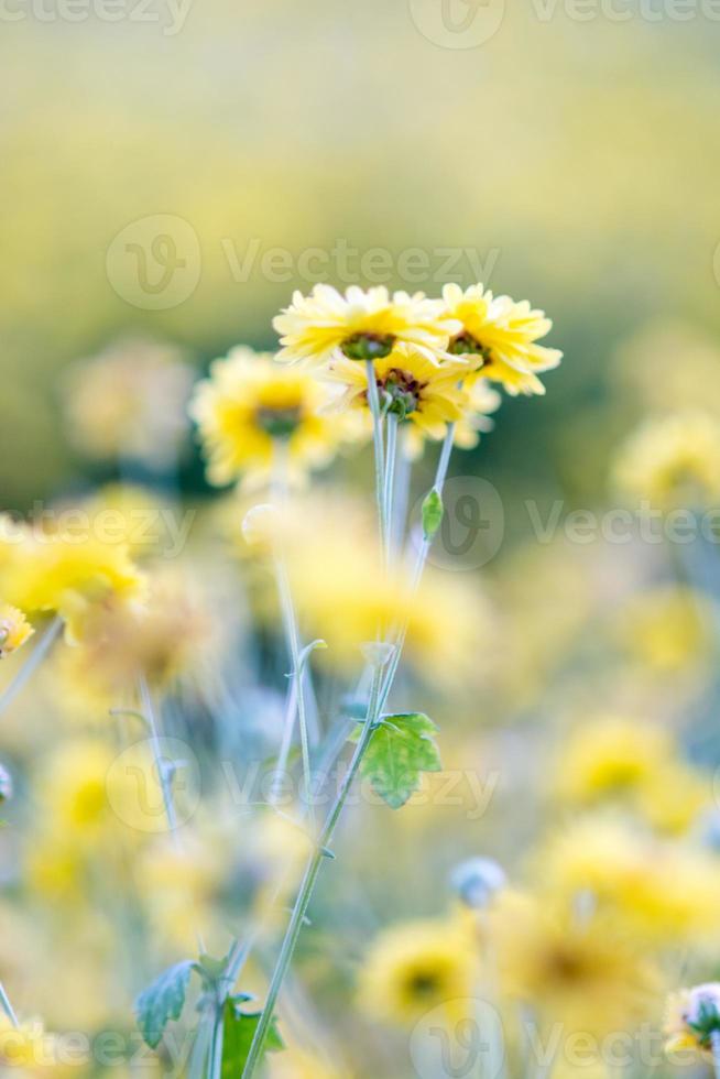 gula krysantemumblommor, krysantemum i trädgården. suddig blomma för bakgrund, färgglada växter foto