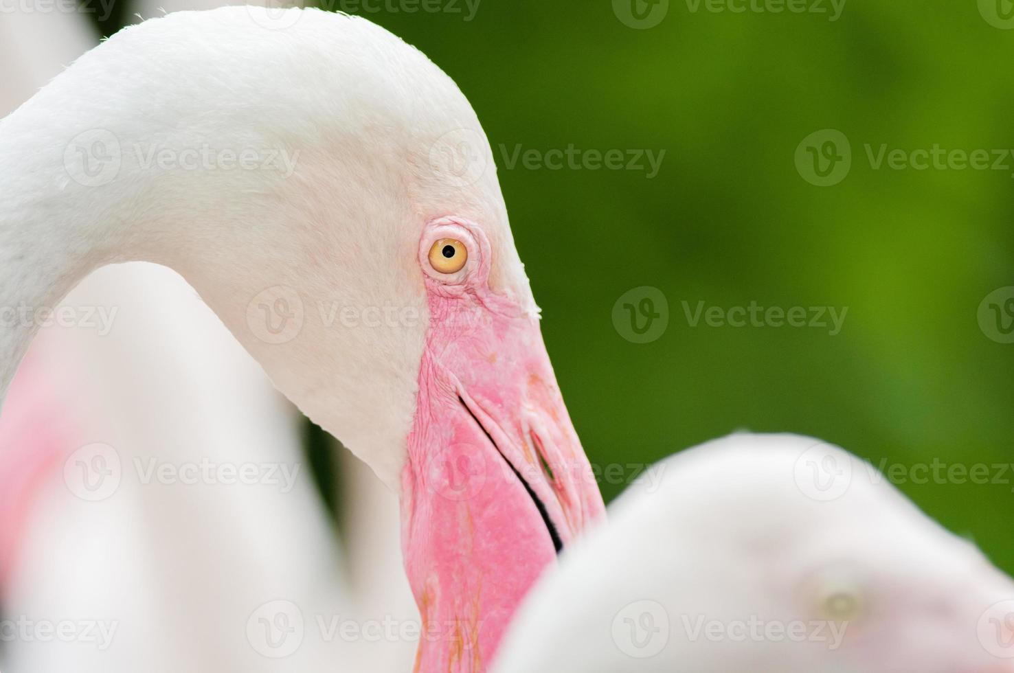 rosa flamingo-närbild, den har en vacker färg på fjädrar. större flamingo, phoenicopterus roseus foto