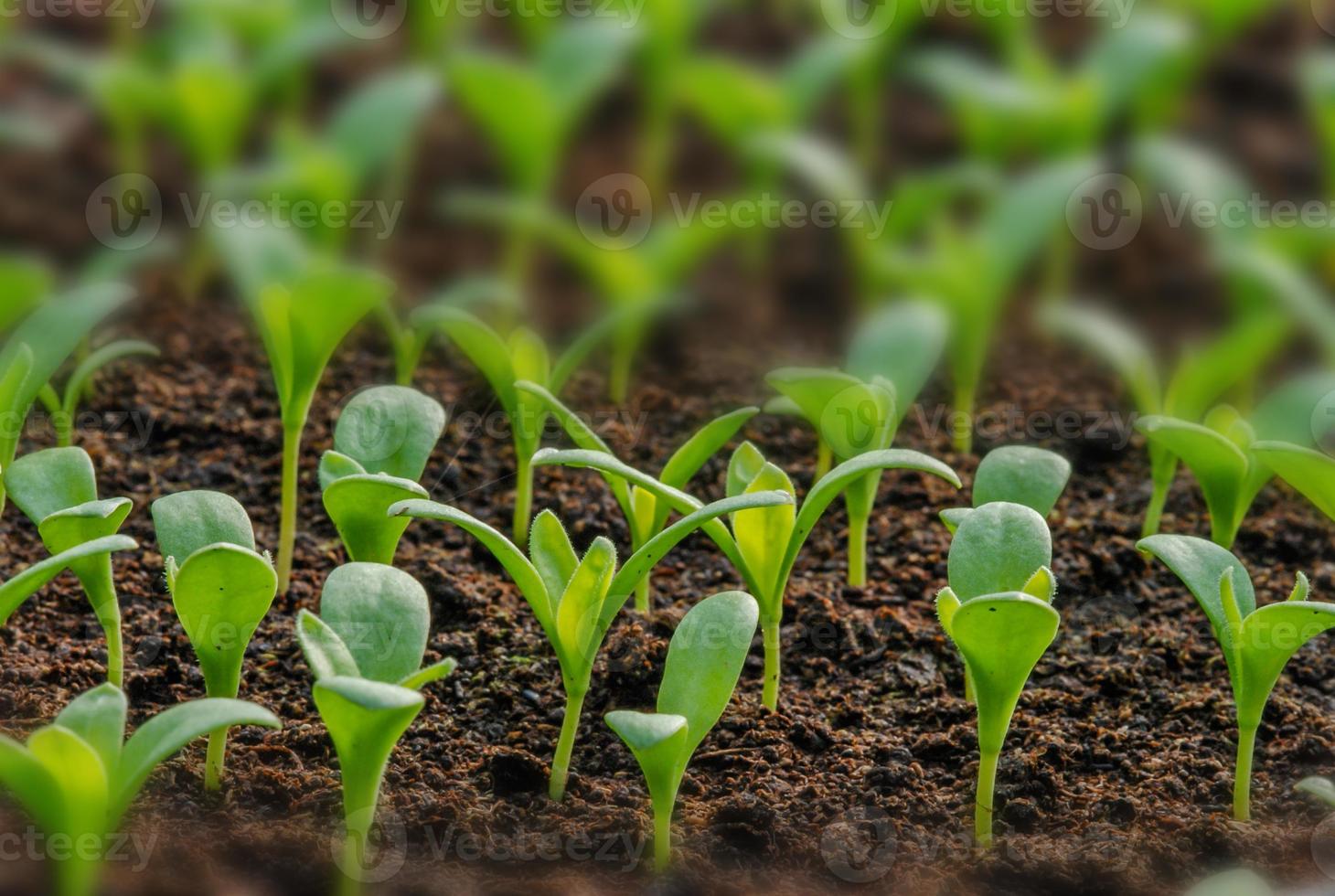 rader av plantor i krukväxter och unga plantor, selektiv inriktning foto