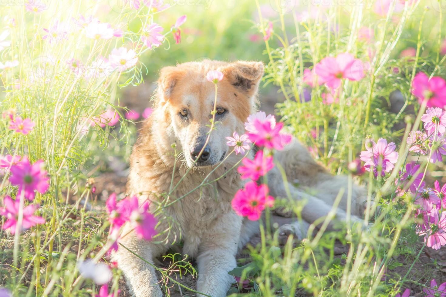 suddig hund och blomma för bakgrund foto