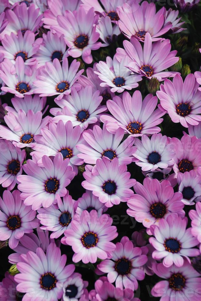 rosa osteospermum eller dimorphotheca blommor i rabatten foto