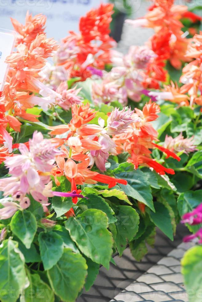 bicolor salvia splendens, bicolor blomkrukväxter foto