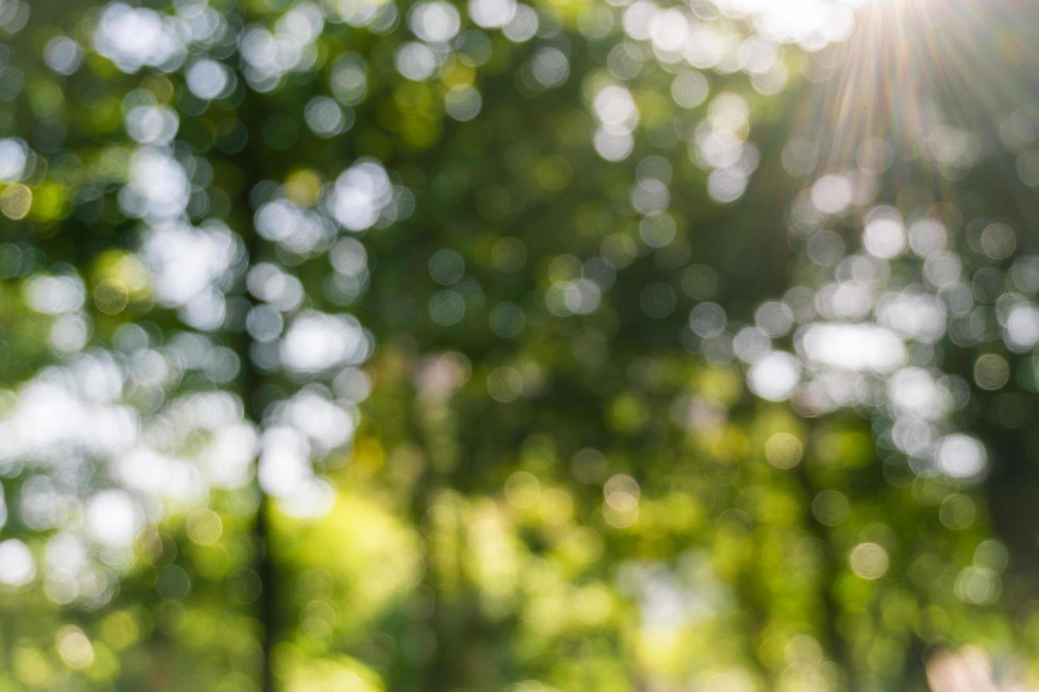 oskärpa gröna löv i skogen med solstråle, abstrakt bokeh bakgrund. foto