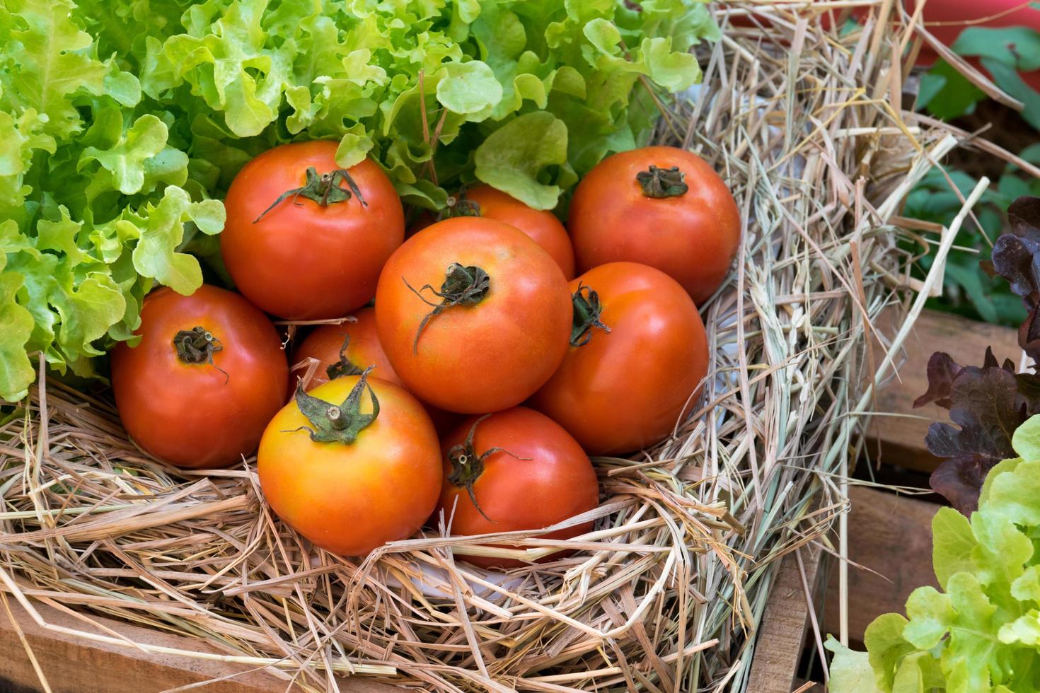 färska tomater och hydroponiska grönsaker i en trälåda foto