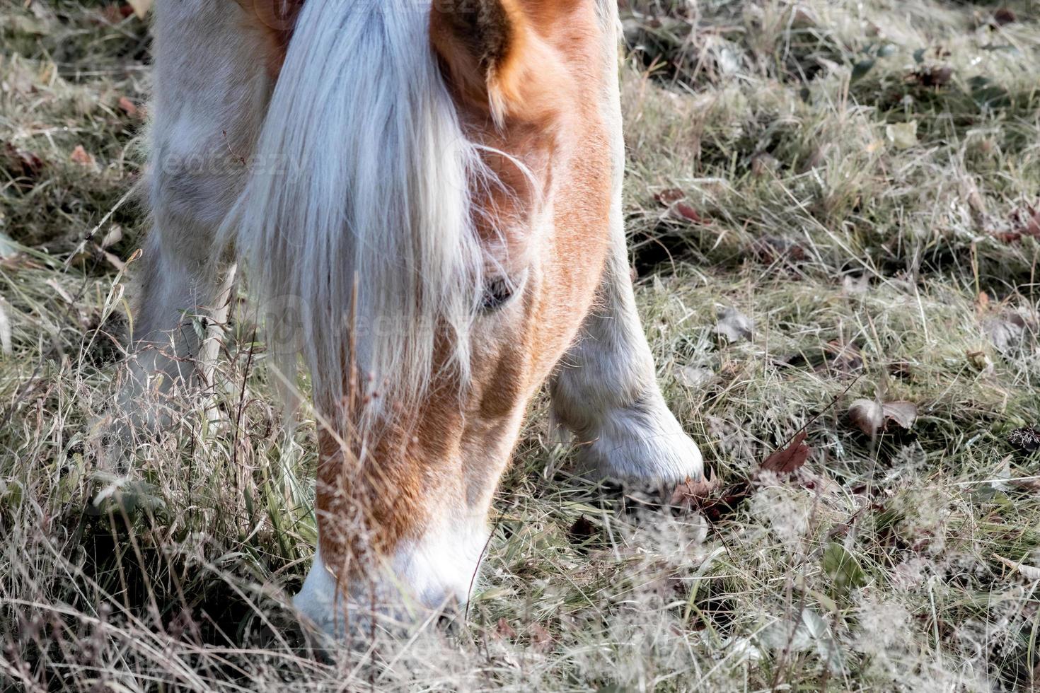 närbild av en brun häst foto