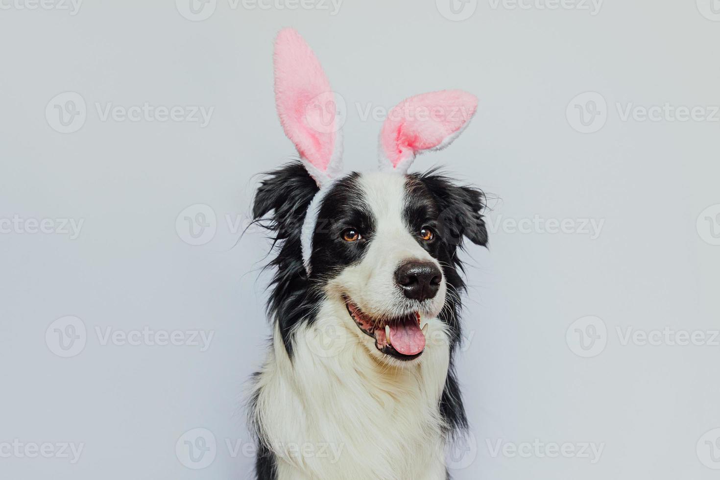 glad påsk koncept. förberedelser inför semestern. söt rolig hundvalp border collie bär påskhare öron isolerad på vit bakgrund. vårens gratulationskort. foto