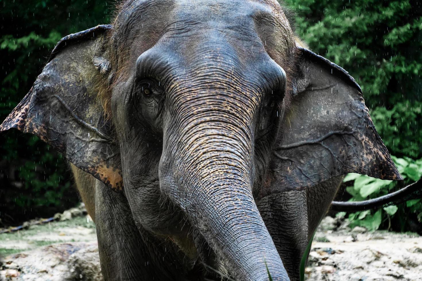 närbild elefant i regnet .animal bevarande och skydda ekosystem koncept. foto