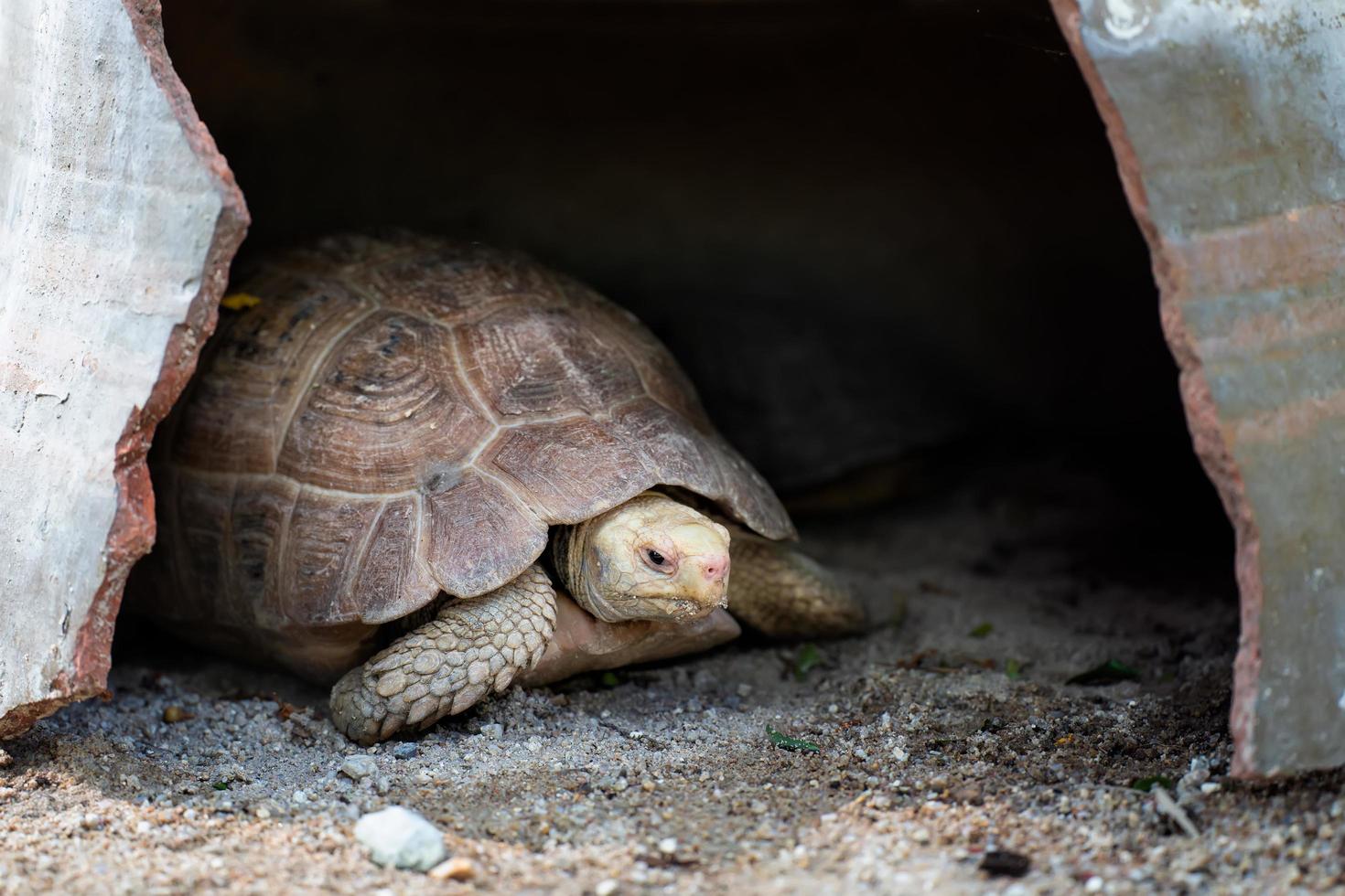 geochelone sulcata, sulcata sköldpadda, afrikansk sporrad sköldpadda som går på marken och tittar på kameran, djurskydd och skyddande av ekosystemkoncept. foto