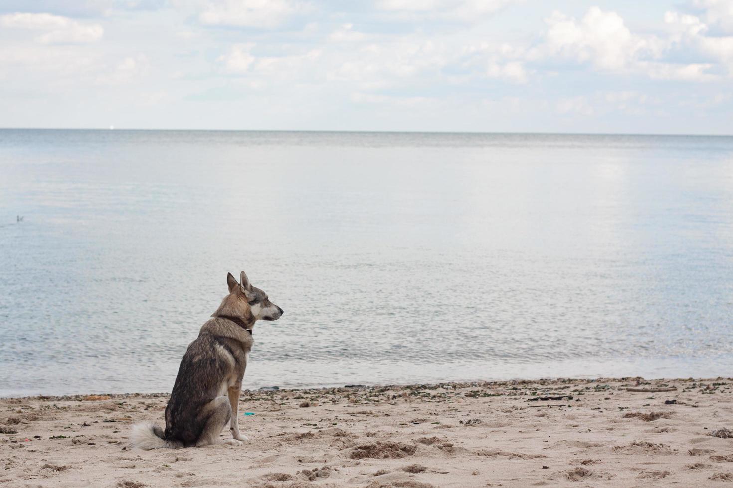 västsibirisk laika hund leker i vattnet foto