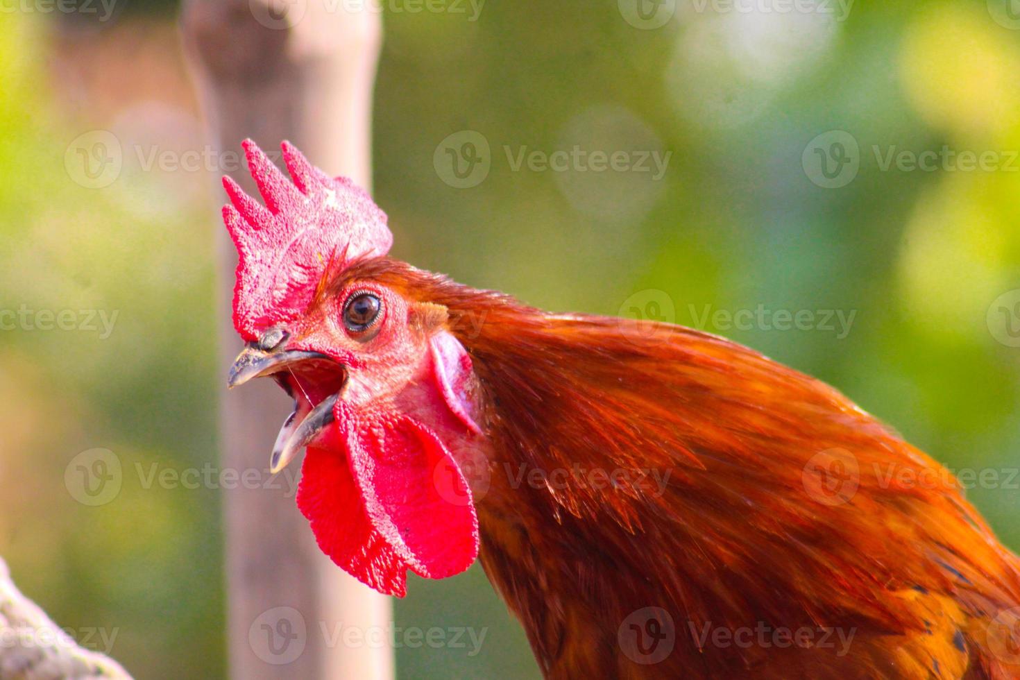 röd desi tupp och kycklinghuvud närbild foto