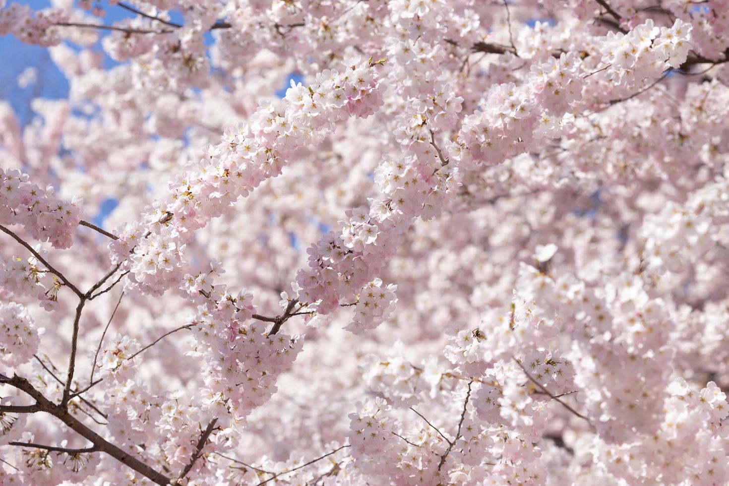 blommande körsbärsträd på våren foto