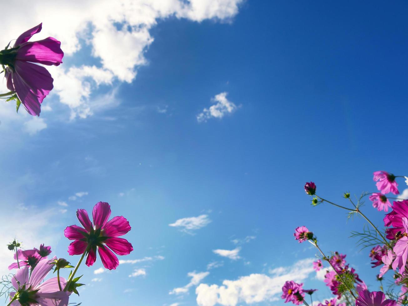 rosa färg kosmos blommor i sommarfältet med ljusblå himmel med kopia utrymme foto