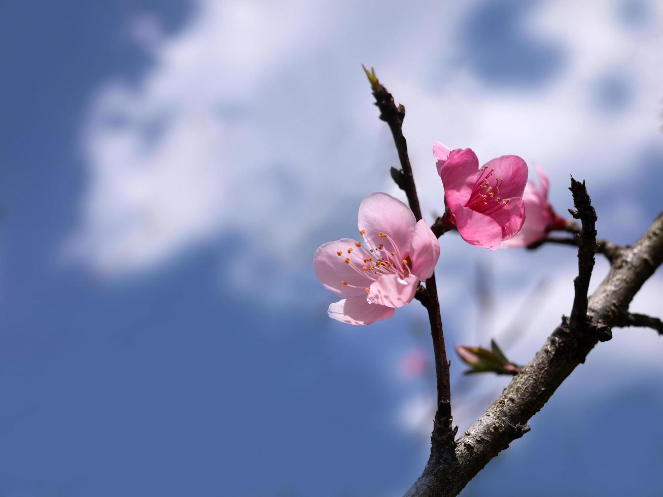 rosa körsbärsblommor blommor under ljusblå himmel med kopia utrymme foto