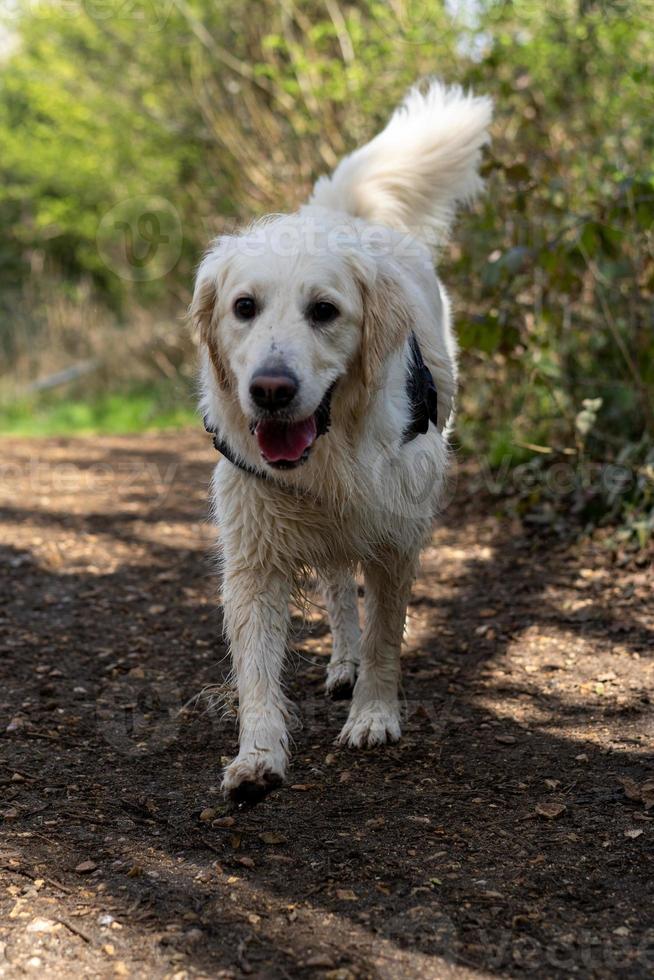 golden retriever går på landsbygden väg foto